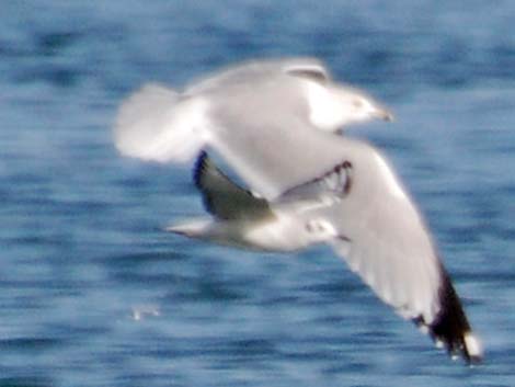 Bonaparte's Gull (Larus philadelphia)