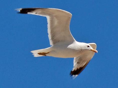 California Gull (Larus californicus)