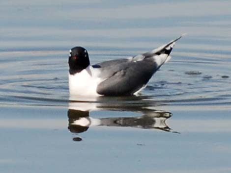 Franklin's Gull (Larus pipixcan)