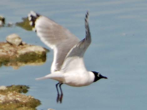 Franklin's Gull (Larus pipixcan)