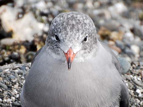 Heermann's Gull (Larus heermanni)