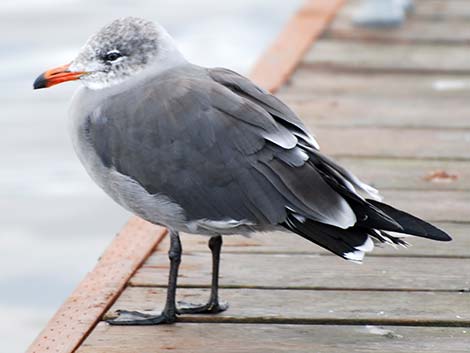 Heermann's Gull (Larus heermanni)