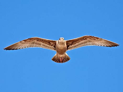 Herring Gull (Larus argentatus)