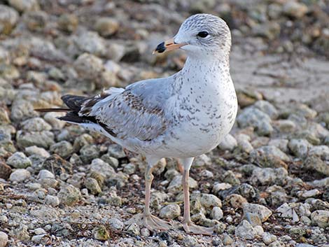 Ring-billed Gull (Larus delawarensis)