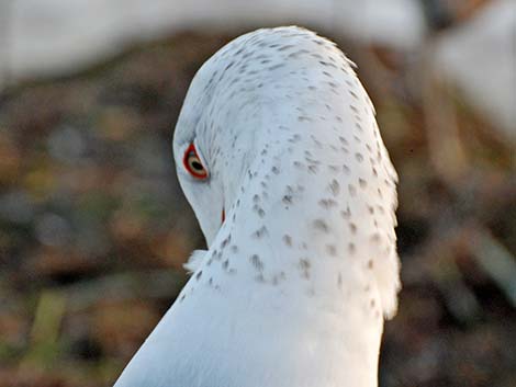 Ring-billed Gull (Larus delawarensis)