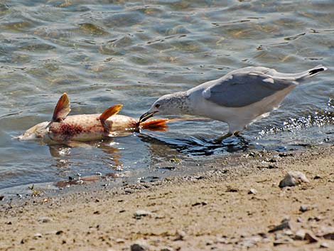 Ring-billed Gull (Larus delawarensis)