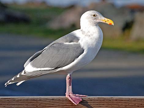 Western Gull (Larus occidentalis)