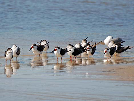 Black Skimmer (Rynchops niger)