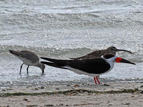 Black Skimmer (Rynchops niger)