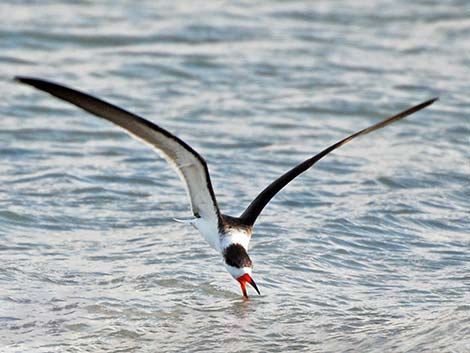 Black Skimmer (Rynchops niger)