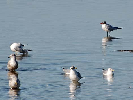 Caspian Tern (Sterna caspia)