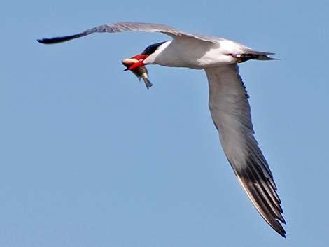 Caspian Tern (Sterna caspia)