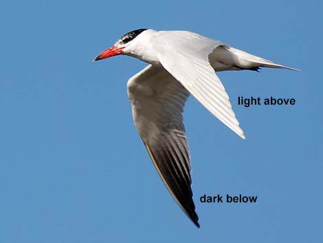 Caspian Tern (Sterna caspia)