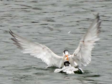 Elegant Tern (Thalasseus elegans)