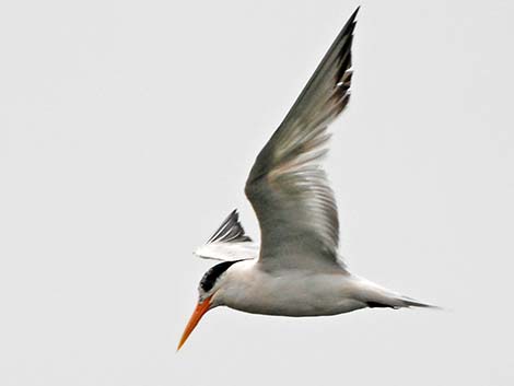 Elegant Tern (Thalasseus elegans)