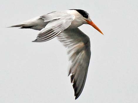 Elegant Tern (Thalasseus elegans)