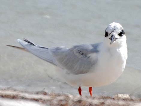 Forster's Tern (Sterna forsteri)