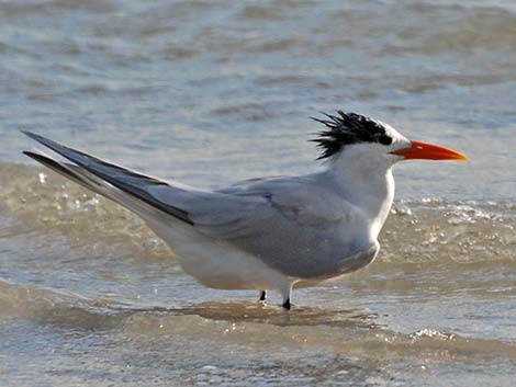 Royal Tern (Thalasseus maximus)