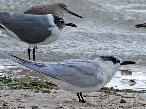 Sandwich Tern (Thalasseus sandvicensis)