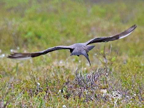 Long-tailed Jaeger (Stercorarius longicaudus)