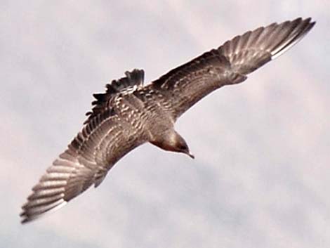 Long-tailed Jaeger (Stercorarius longicaudus)