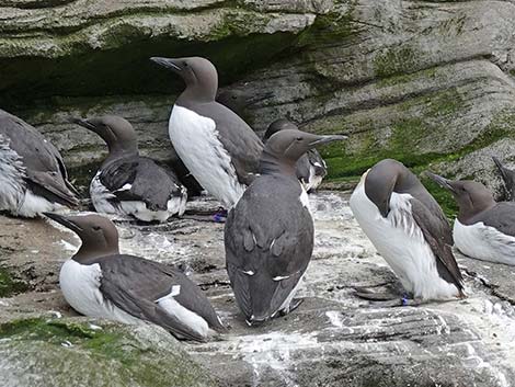 Common Murre (Uria aalge)