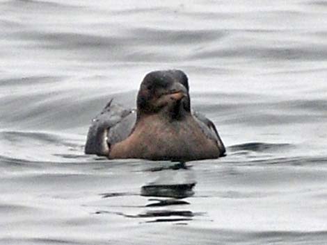 Marbled Murrelet (Brachyramphus marmoratus)