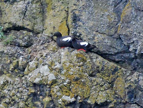 Pigeon Guillemot (Cepphus columba)