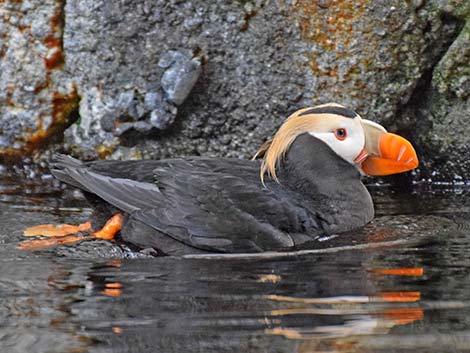 Tufted Puffin (Fratercula cirrhata)