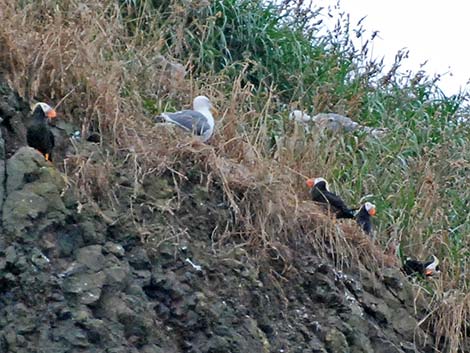 Tufted Puffin (Fratercula cirrhata)