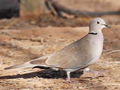 Eurasian Collared-Dove (Streptopelia decaocto)