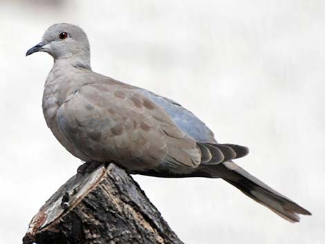 Eurasian Collared-Dove (Streptopelia decaocto)