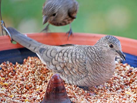 Inca Dove (Columbina inca)