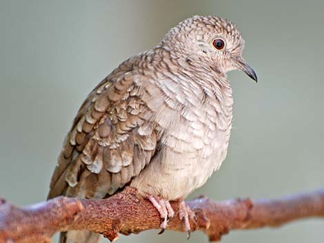 Inca Dove (Columbina inca)