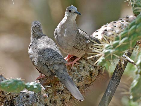 Inca Dove (Columbina inca)