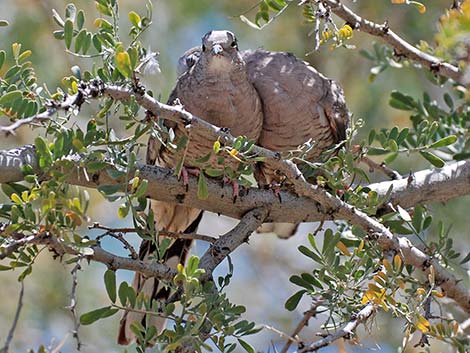 Inca Dove (Columbina inca)