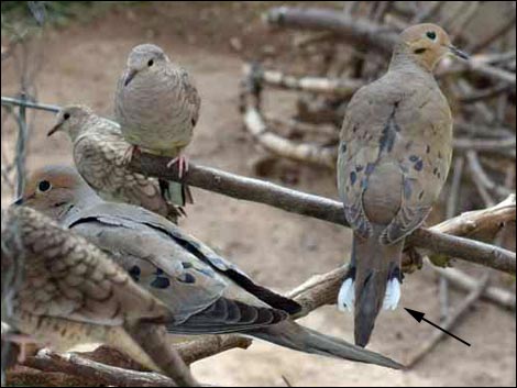 Mourning Dove (Zenaida macroura)