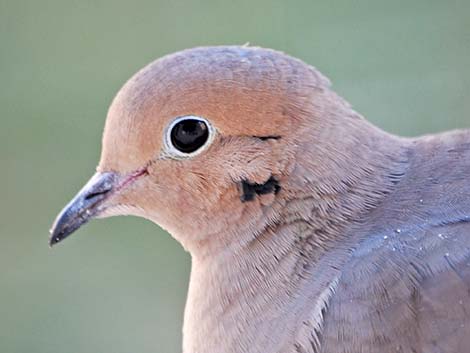 Mourning Dove (Zenaida macroura)