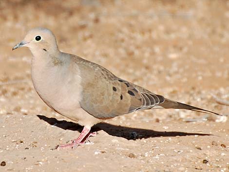 Mourning Dove (Zenaida macroura)