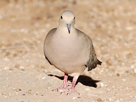 Mourning Dove (Zenaida macroura)