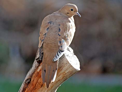 Mourning Dove (Zenaida macroura)