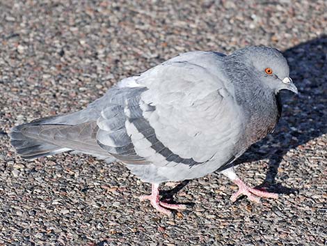 Rock Pigeon (Columba livia)