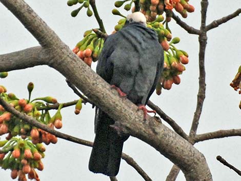 White-crowned Pigeon (Patagioenas leucocephala)