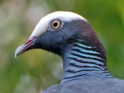 White-crowned Pigeon (Patagioenas leucocephala)