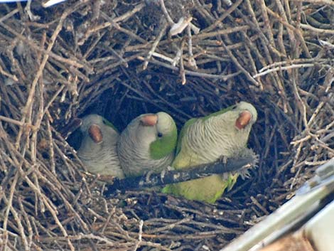 Monk Parakeet (Myiopsitta monachus)