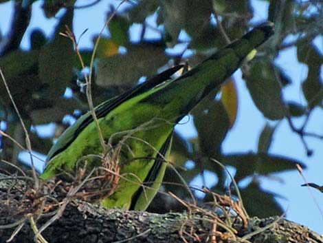 Monk Parakeet (Myiopsitta monachus)