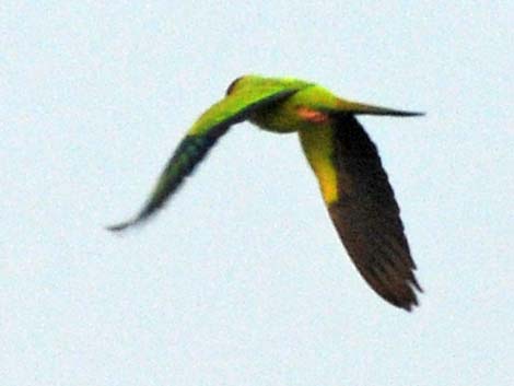 Nanday Parakeet (Nandayus nenday)