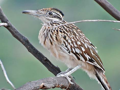 Greater Roadrunner (Geococcyx californianus)