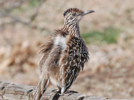 Greater Roadrunner (Geococcyx californianus)