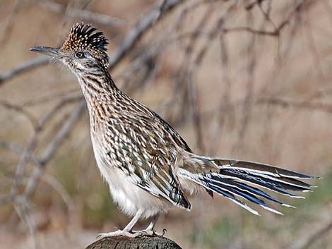 Greater Roadrunner (Geococcyx californianus)